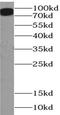 POU domain, class 2, transcription factor 1 antibody, FNab05960, FineTest, Western Blot image 