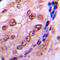 Cell Division Cycle 6 antibody, GTX55007, GeneTex, Immunohistochemistry paraffin image 
