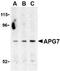 Autophagy Related 7 antibody, TA306257, Origene, Western Blot image 