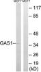 Growth arrest-specific protein 1 antibody, TA313912, Origene, Western Blot image 