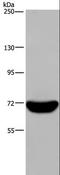 Lymphocyte Cytosolic Protein 1 antibody, LS-C401815, Lifespan Biosciences, Western Blot image 