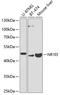 Nuclear receptor subfamily 1 group I member 3 antibody, A02858, Boster Biological Technology, Western Blot image 