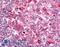 Psychosine receptor antibody, LS-A1628, Lifespan Biosciences, Immunohistochemistry frozen image 