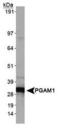 Phosphoglycerate mutase 1 antibody, PA5-23051, Invitrogen Antibodies, Western Blot image 