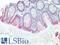 Villin 1 antibody, LS-B16185, Lifespan Biosciences, Immunohistochemistry paraffin image 