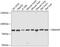 Ssemaphorin 4F antibody, 13-645, ProSci, Western Blot image 