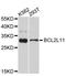 BCL2 Like 11 antibody, A2469, ABclonal Technology, Western Blot image 