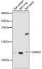 LSM10, U7 Small Nuclear RNA Associated antibody, 16-667, ProSci, Western Blot image 