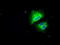 Large neutral amino acids transporter small subunit 2 antibody, TA500503, Origene, Immunofluorescence image 