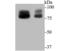 Protein OS-9 antibody, NBP2-75602, Novus Biologicals, Western Blot image 