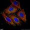 Paxillin antibody, 10029-1-Ig, Proteintech Group, Immunofluorescence image 