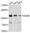 Minichromosome Maintenance 8 Homologous Recombination Repair Factor antibody, LS-C747992, Lifespan Biosciences, Western Blot image 