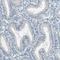 Deleted In Azoospermia Like antibody, HPA019777, Atlas Antibodies, Immunohistochemistry paraffin image 