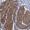 Extended Synaptotagmin 3 antibody, HPA039200, Atlas Antibodies, Immunohistochemistry frozen image 