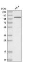 G Protein Nucleolar 2 antibody, HPA027163, Atlas Antibodies, Western Blot image 