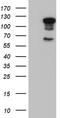 Elf1 antibody, CF811234, Origene, Western Blot image 