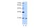 RNA-binding protein 8A antibody, A02769, Boster Biological Technology, Western Blot image 