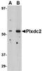 Plexin domain-containing protein 2 antibody, orb74921, Biorbyt, Western Blot image 