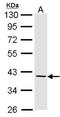 Fibromodulin antibody, NBP1-31657, Novus Biologicals, Western Blot image 