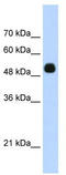 Cyclin D Binding Myb Like Transcription Factor 1 antibody, TA337244, Origene, Western Blot image 