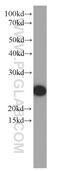 Apolipoprotein A1 antibody, 66206-1-Ig, Proteintech Group, Western Blot image 