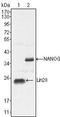 Homeobox protein NANOG antibody, TA336771, Origene, Western Blot image 