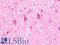 Ubiquitination Factor E4B antibody, LS-B10782, Lifespan Biosciences, Immunohistochemistry frozen image 
