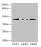 F-Box Protein 4 antibody, LS-C682115, Lifespan Biosciences, Western Blot image 