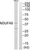 NADH:Ubiquinone Oxidoreductase Subunit A9 antibody, abx014627, Abbexa, Western Blot image 