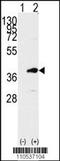 PDZ Binding Kinase antibody, TA302075, Origene, Western Blot image 