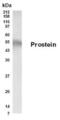 Solute Carrier Family 45 Member 3 antibody, PA1-46229, Invitrogen Antibodies, Western Blot image 