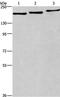 Large proline-rich protein BAG6 antibody, PA5-50555, Invitrogen Antibodies, Western Blot image 