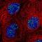 Protein SON antibody, NBP2-55412, Novus Biologicals, Immunofluorescence image 