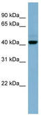 Protein OSCP1 antibody, TA337631, Origene, Western Blot image 