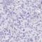 Phospholipase A And Acyltransferase 2 antibody, HPA058997, Atlas Antibodies, Immunohistochemistry frozen image 