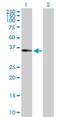 Ral GEF With PH Domain And SH3 Binding Motif 2 antibody, H00055103-D01P, Novus Biologicals, Western Blot image 