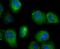 Sec23 Homolog A, Coat Complex II Component antibody, NBP2-75428, Novus Biologicals, Immunofluorescence image 