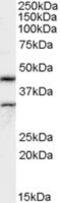 Actin Like 7B antibody, MBS421270, MyBioSource, Western Blot image 