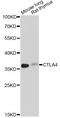 Cytotoxic T-Lymphocyte Associated Protein 4 antibody, LS-C748980, Lifespan Biosciences, Western Blot image 