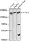 Neurotrophic Receptor Tyrosine Kinase 3 antibody, 15-332, ProSci, Western Blot image 