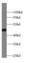 Synaptotagmin-12 antibody, FNab08427, FineTest, Western Blot image 