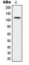 Caspase Recruitment Domain Family Member 14 antibody, orb224119, Biorbyt, Western Blot image 