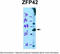 ZFP42 Zinc Finger Protein antibody, TA341524, Origene, Western Blot image 