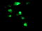 Suppressor Of Cytokine Signaling 3 antibody, TA503043, Origene, Immunofluorescence image 