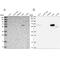 Sulfite oxidase, mitochondrial antibody, NBP1-85873, Novus Biologicals, Western Blot image 