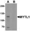 Myelin Transcription Factor 1 Like antibody, A07880, Boster Biological Technology, Western Blot image 