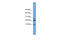 Neuronatin antibody, ARP46597_P050, Aviva Systems Biology, Western Blot image 