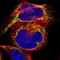 ACAT-1 antibody, NBP1-89285, Novus Biologicals, Immunocytochemistry image 