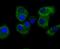 Fission, Mitochondrial 1 antibody, NBP2-75691, Novus Biologicals, Immunocytochemistry image 