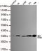 PCNA antibody, MBS475080, MyBioSource, Western Blot image 
